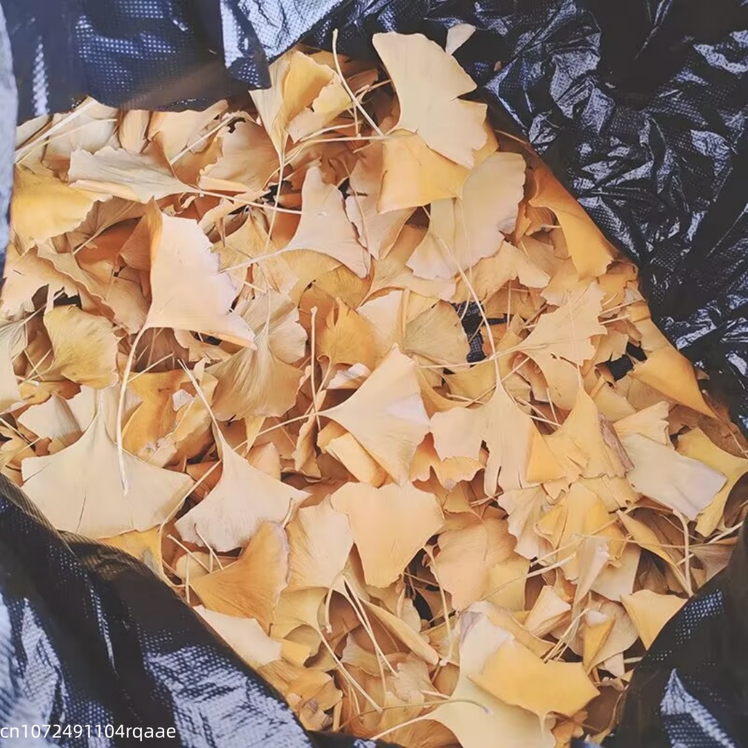 Natuurlijke gedroogde Ginkgo B - Soap Making In Home recensie en prijs