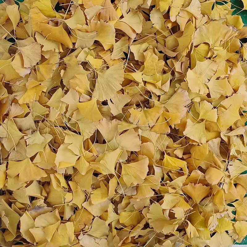 Natuurlijke gedroogde Ginkgo B - Soap Making In Home recensie en prijs